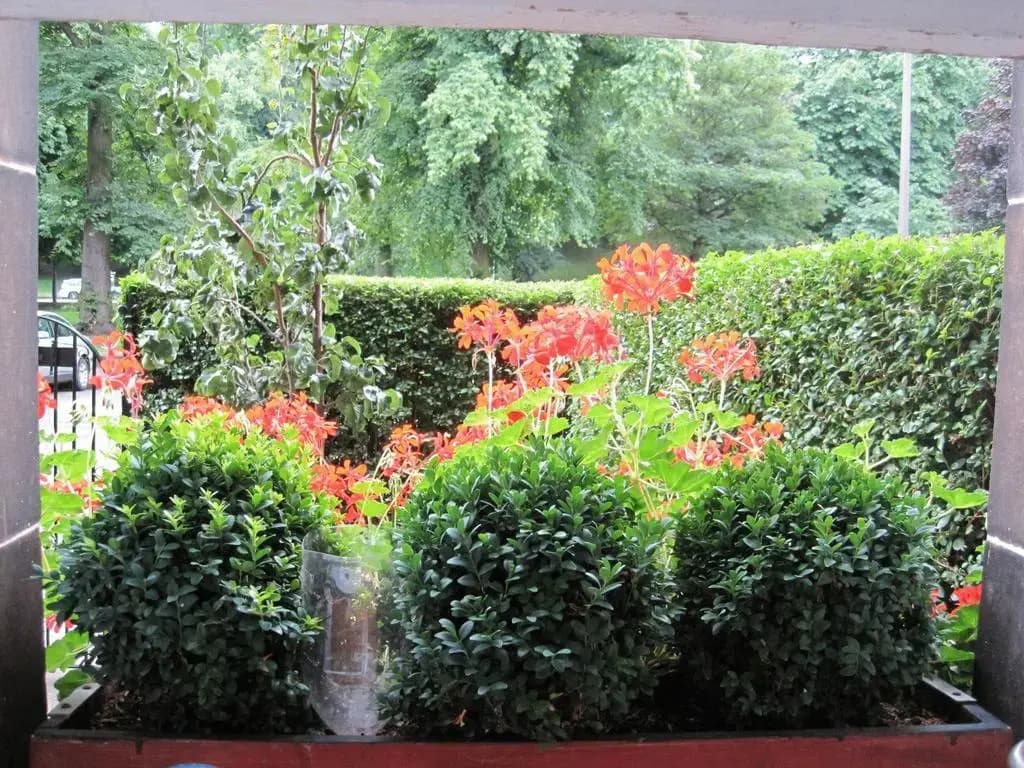 The Hedges - photo 4