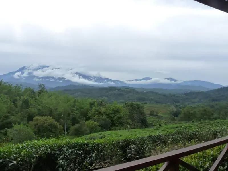 Sabah Tea Garden - main photo