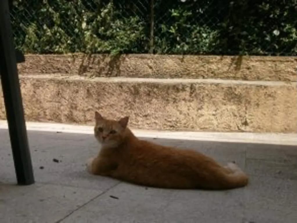 Villa Saphir - photo 10