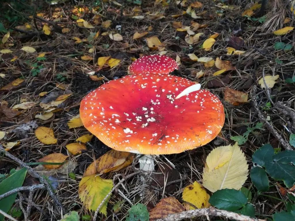 FeWo in Köpenick - photo 5