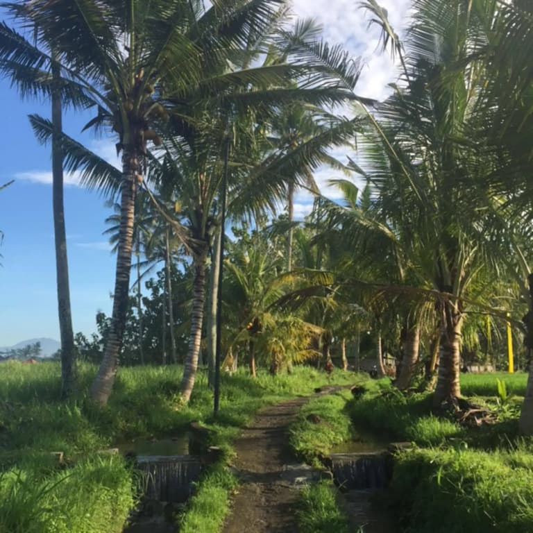Bisma Cottages Ubud - photo 15