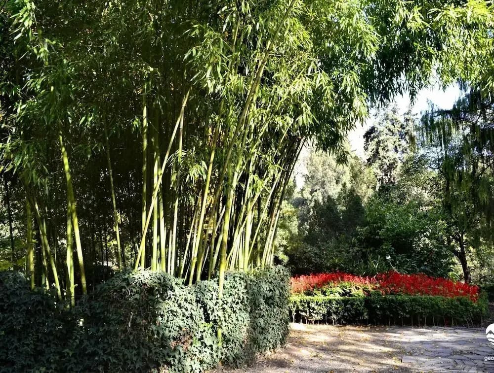 Botanical 21 - photo 13