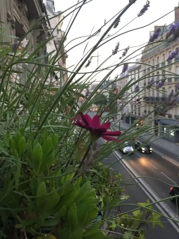 A Room In Paris - photo 12