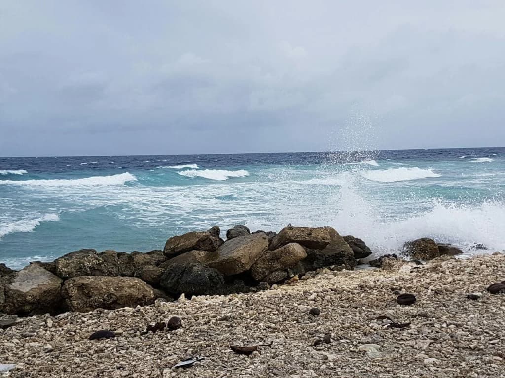 Island Guest - photo 18