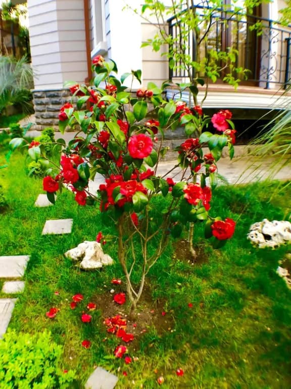 Villa Garden - photo 24