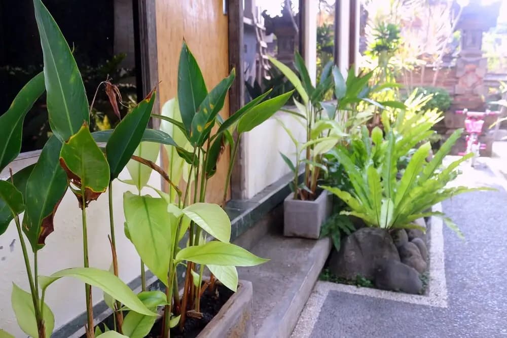 Citrus Tree B&B - Shana - photo 11
