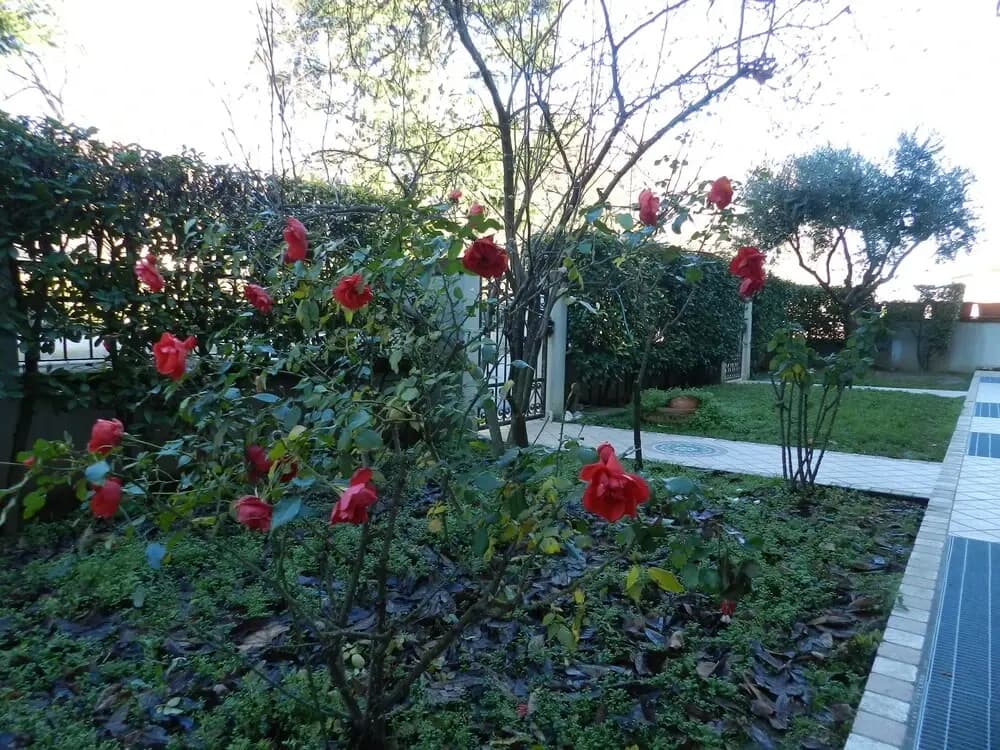 BB Le Tre Rose - photo 13