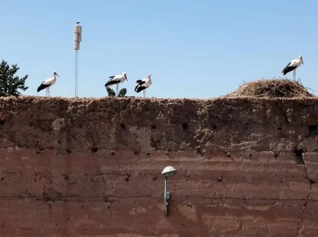 Stork Marrakech luxury Hostel - photo 4