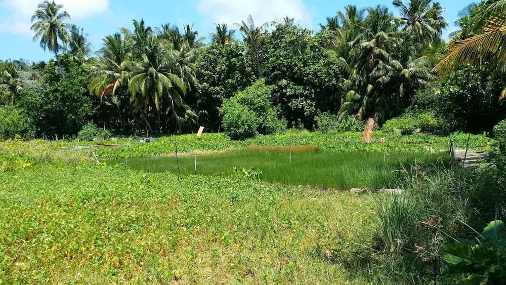 Suffix Retreat - Stay, Dive & Explore Fuvahmulah - photo 11