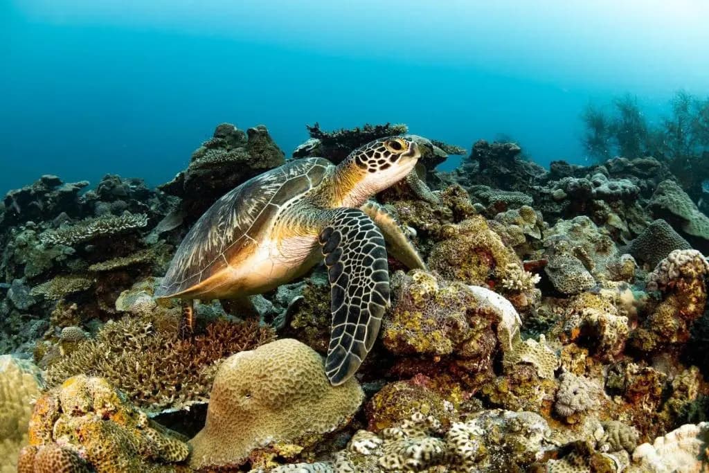 Long Beach Laamu - photo 43