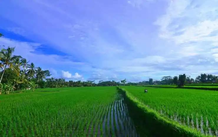 The Loyik Villa Ubud - photo 7