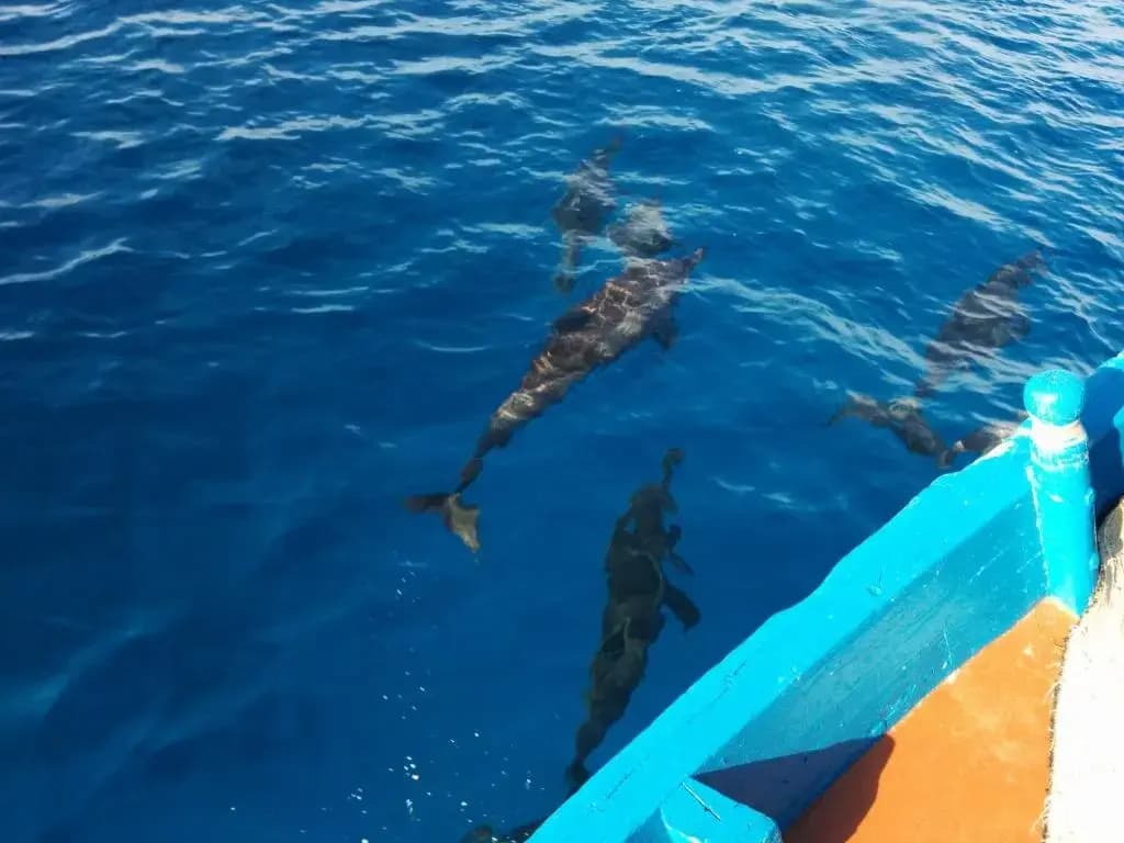 Vaali Maldives Island Escapes & Dive Guest House - photo 28