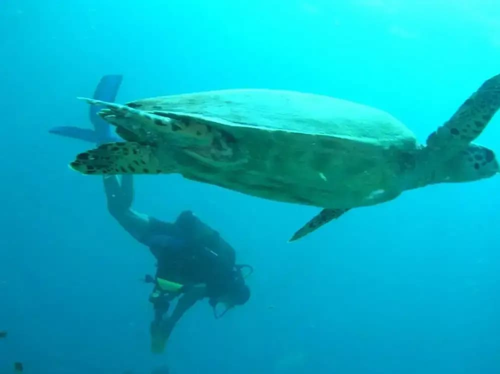 Suffix Retreat - Stay, Dive & Explore Fuvahmulah - photo 33