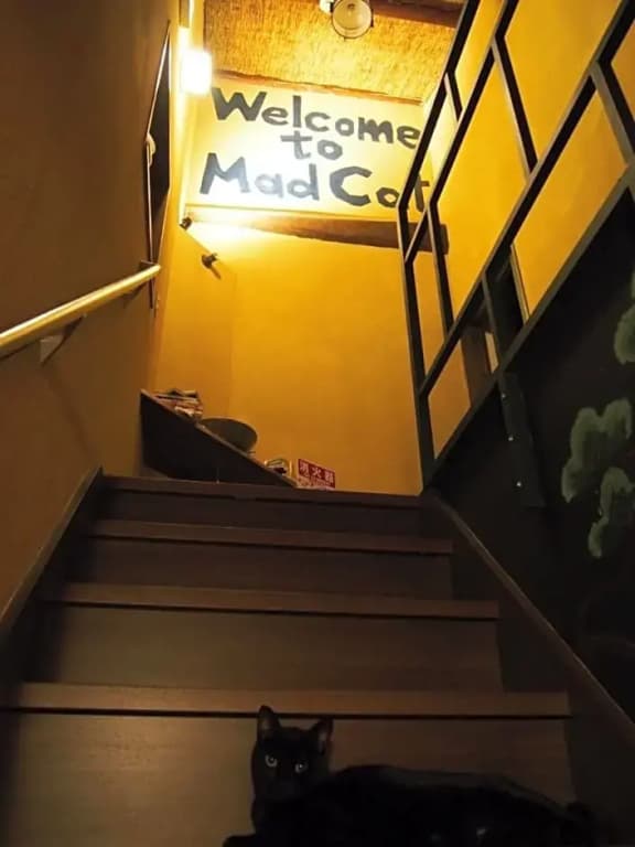 Mad Cat Hostel Osaka & Bar - photo 12