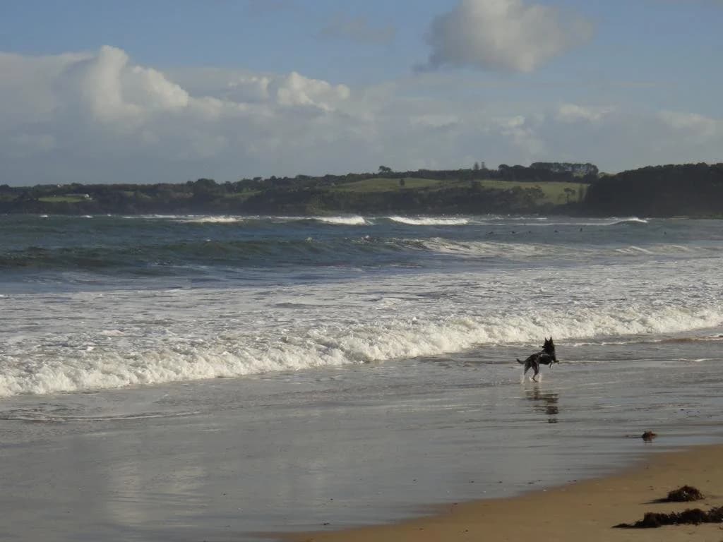 Bayplay Cottage And Portsea Apartments - photo 8