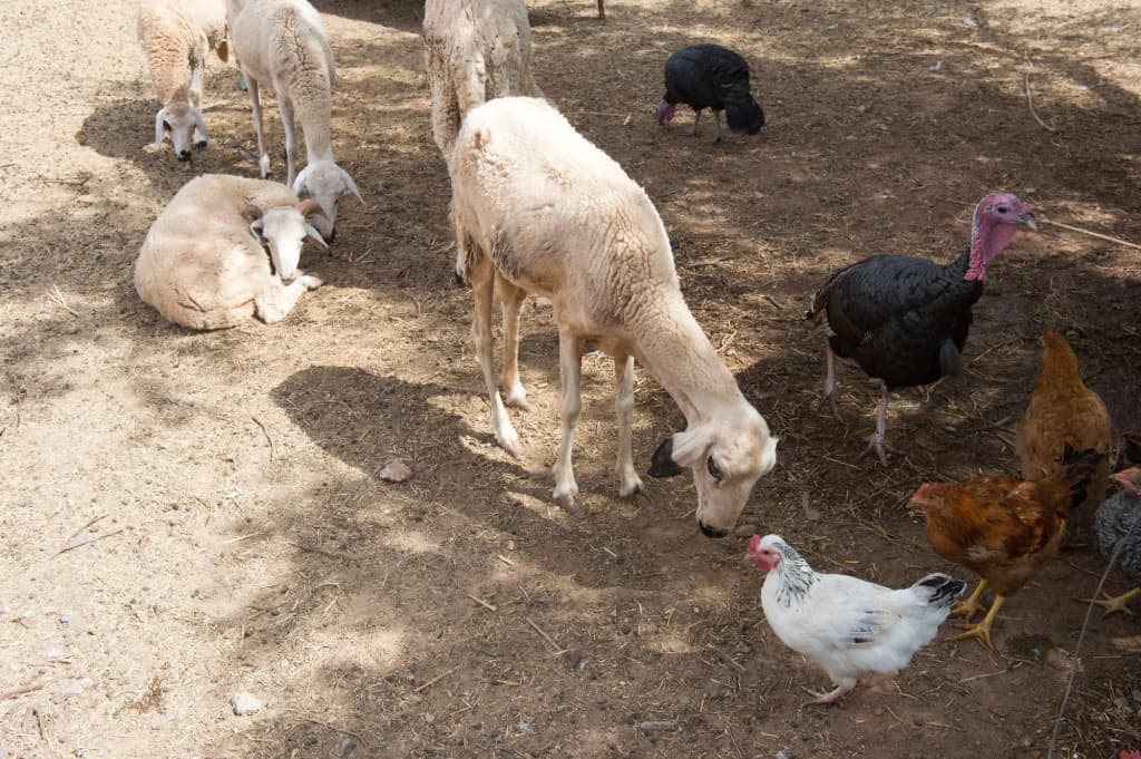 La Ferme El Dar - photo 20