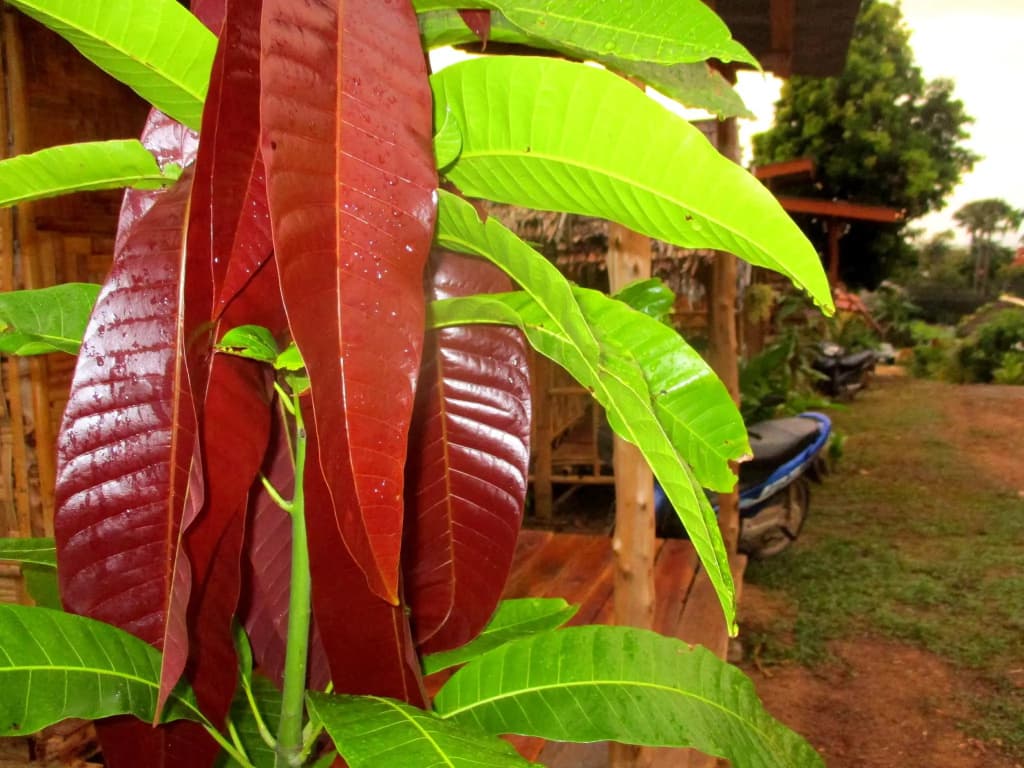 Asama Bungalow - photo 8