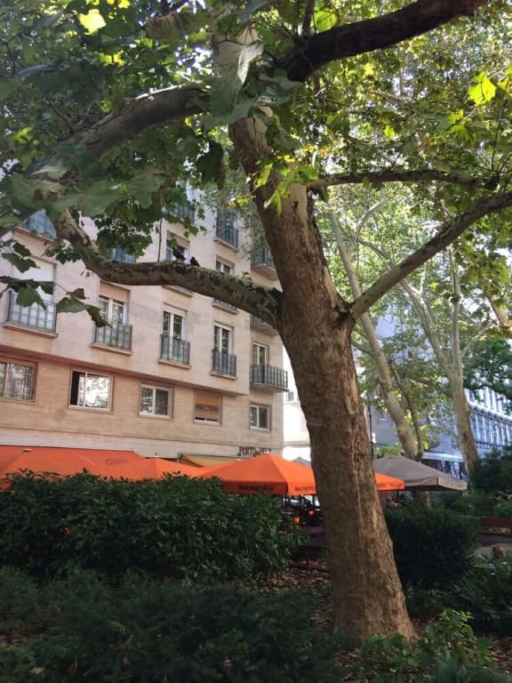 Apartment Liszt Square - photo 14