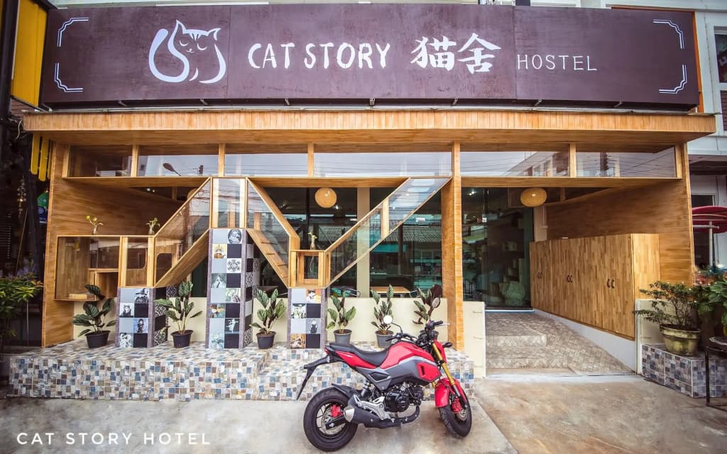 Cat Story Hotel - photo 1