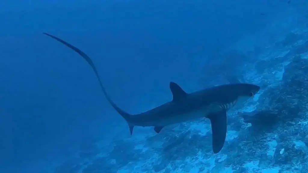 Tiger Shark Residence - photo 6
