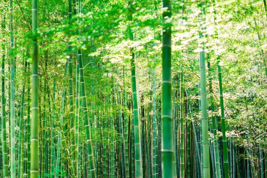 Suiran, A Luxury Collection Hotel, Kyoto - photo 21