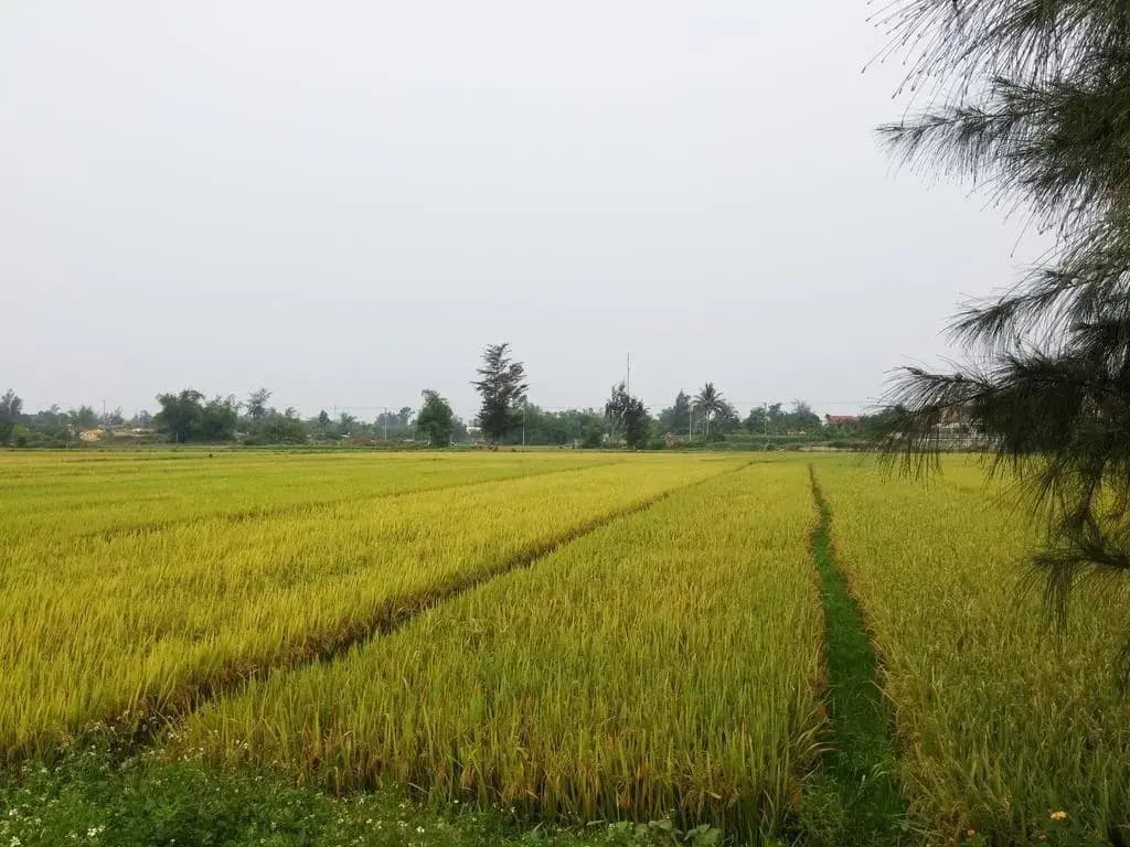 Flora Hoian Villa - photo 1