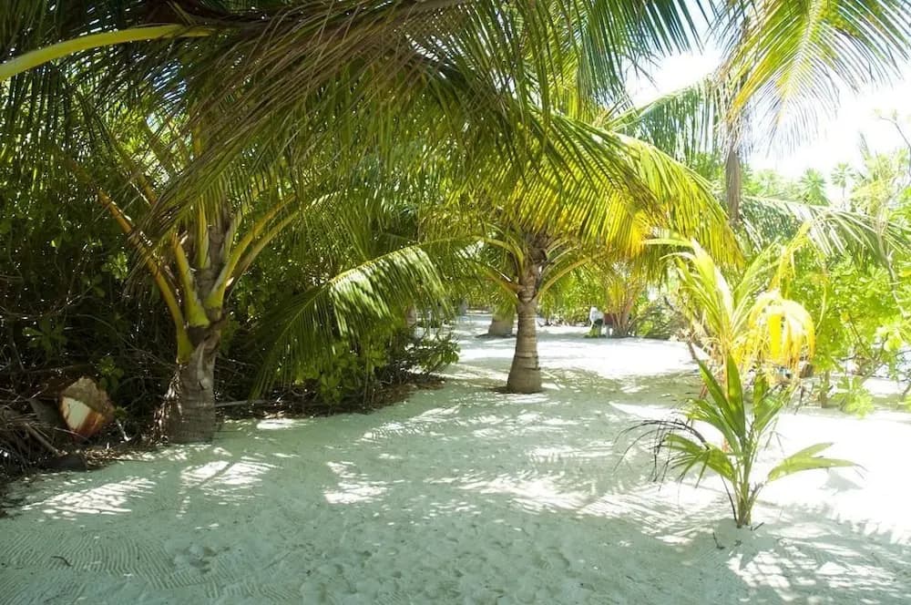 Palm Garden - photo 17