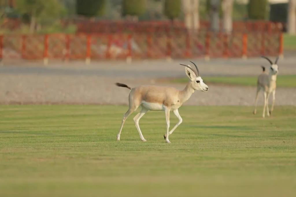 Al Maya Island & Resort - photo 35