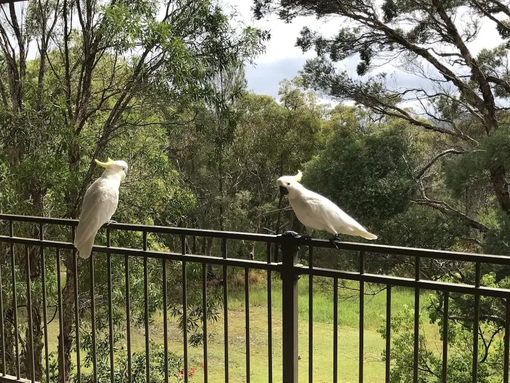 Kookaburra Retreat - photo 10