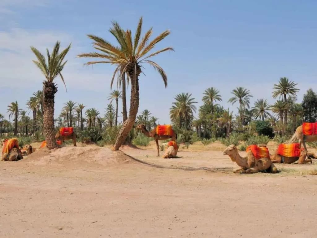 Riad Villa Wengé - photo 21