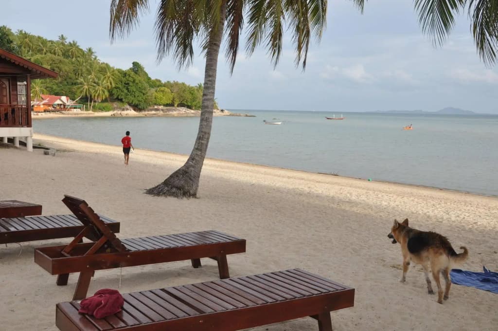 Phangan Rainbow Bungalows - photo 9