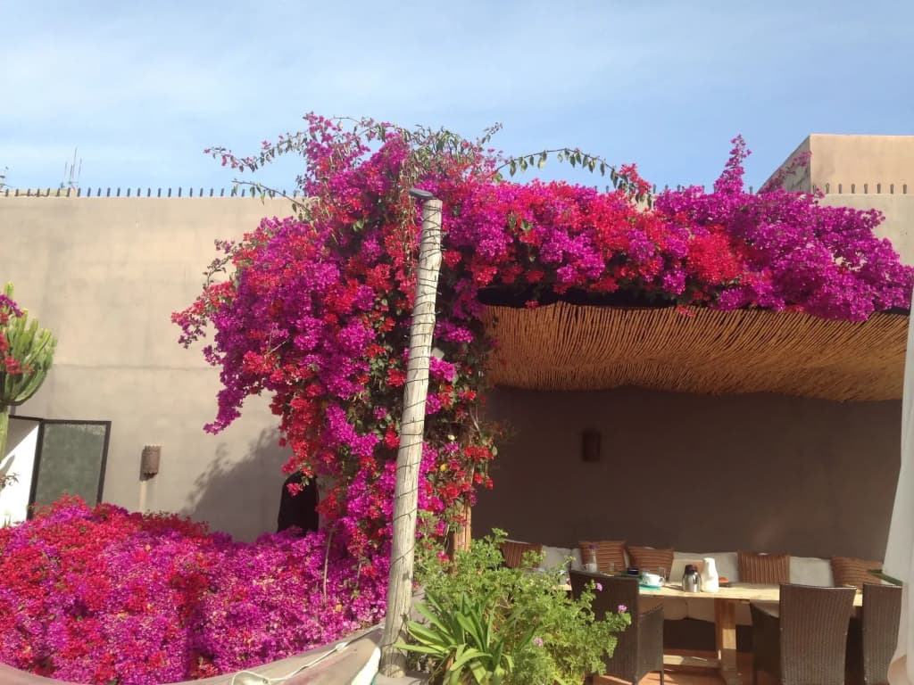 Riad Timila - photo 17