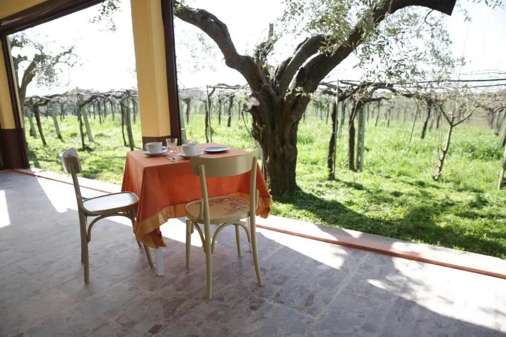 Grappoli di Sole - photo 25