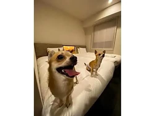 ICI HOTEL Asakusabashi - Vacation STAY 71085v - photo 5