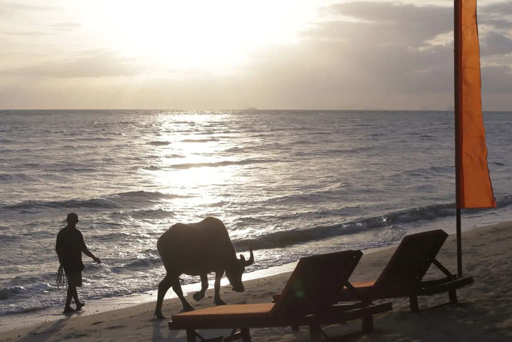 Viva Vacation Resort - photo 18
