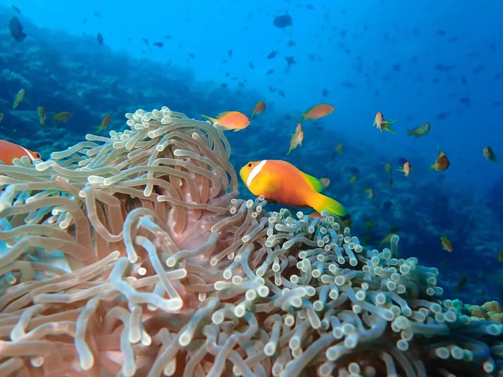 The Nautilus Maldives - photo 42