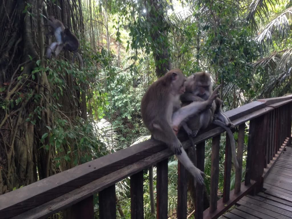 Mano House Ubud - photo 3