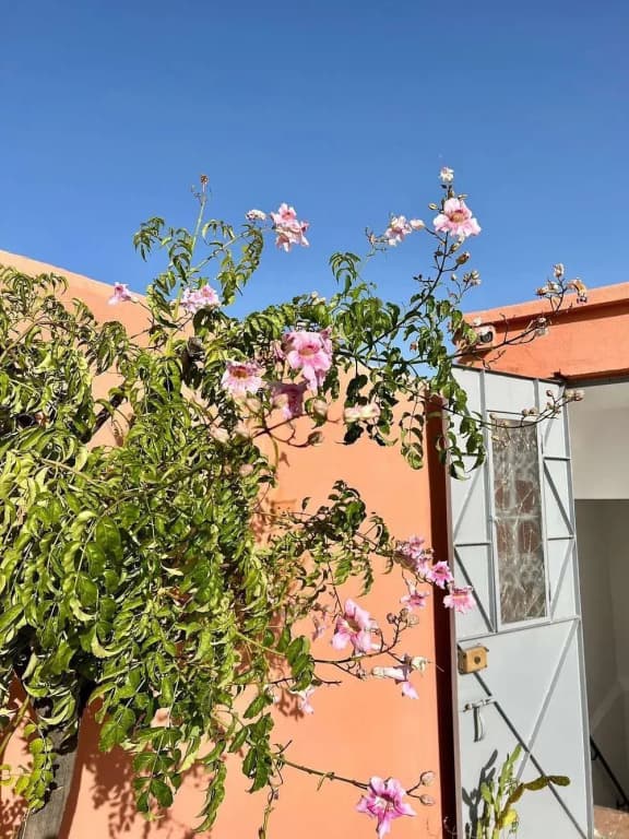 Riad Ramz - photo 1