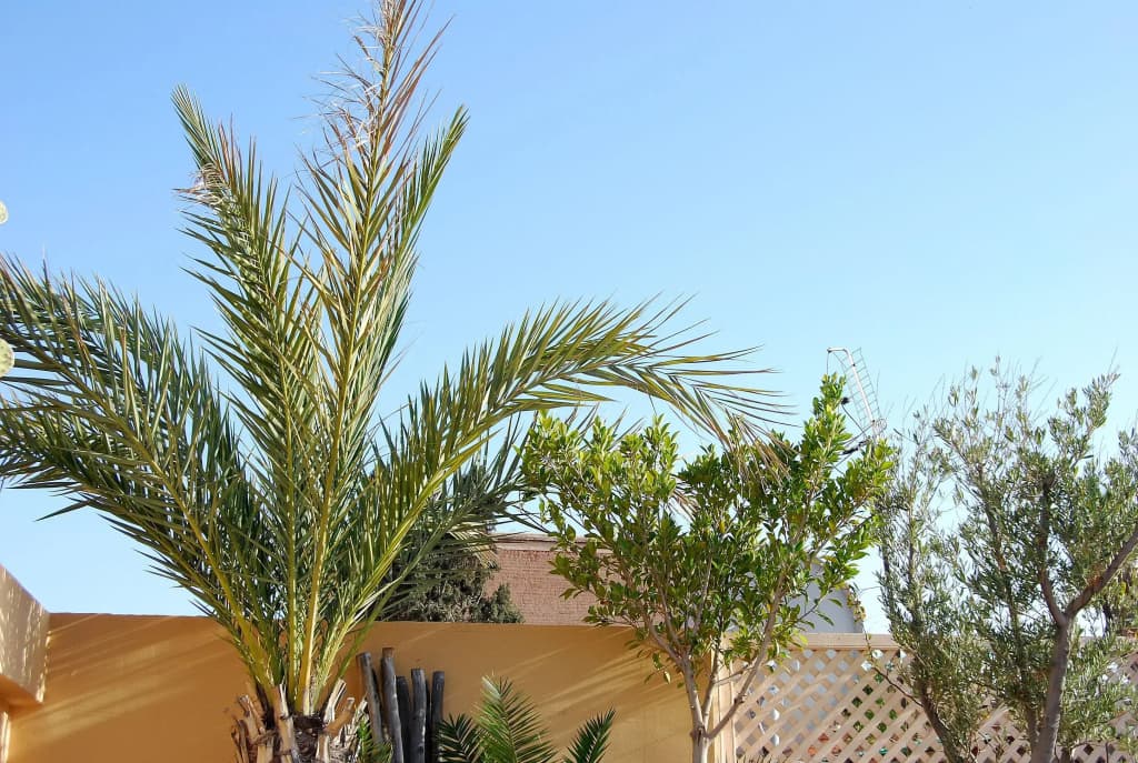 Riad Akka - photo 32