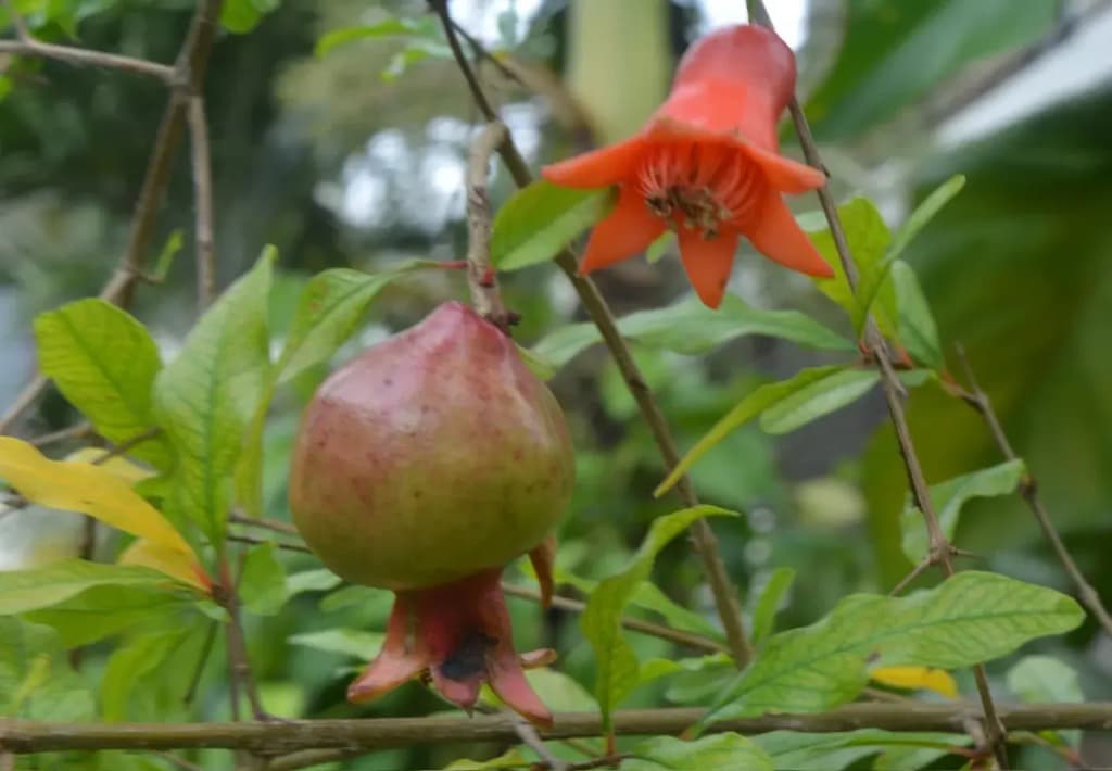 Botanic Garden Homestay - photo 12