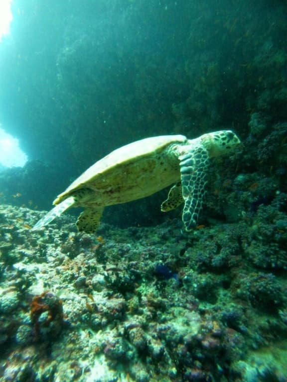 Ruka Maldives - photo 27