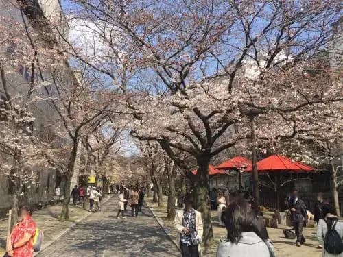 Kyomaru - photo 13