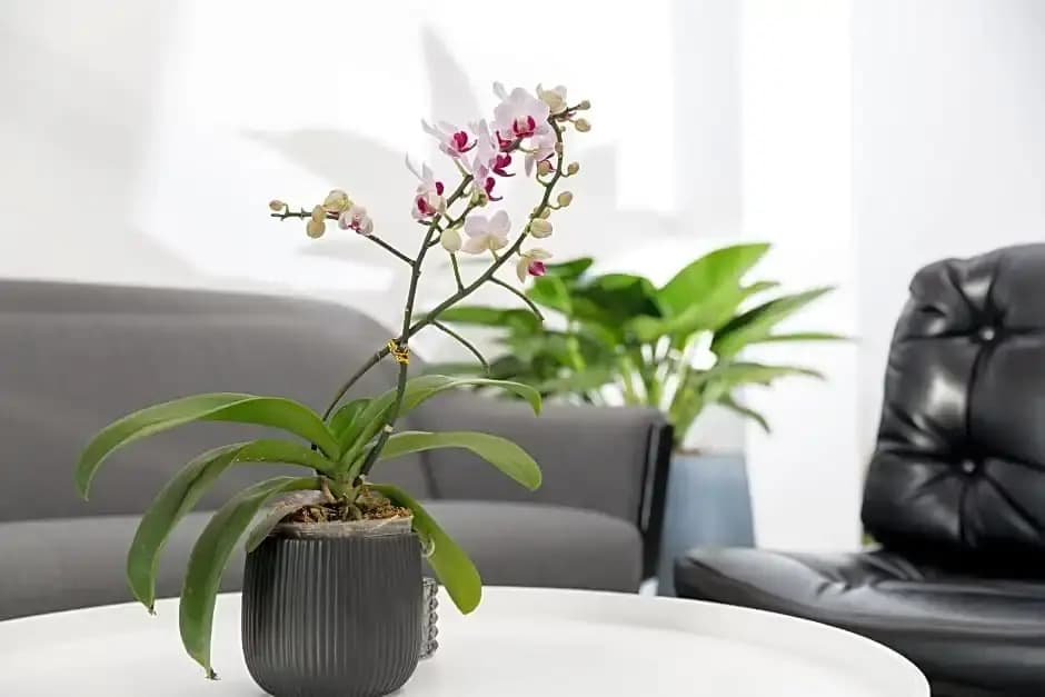 Samaya House - photo 10