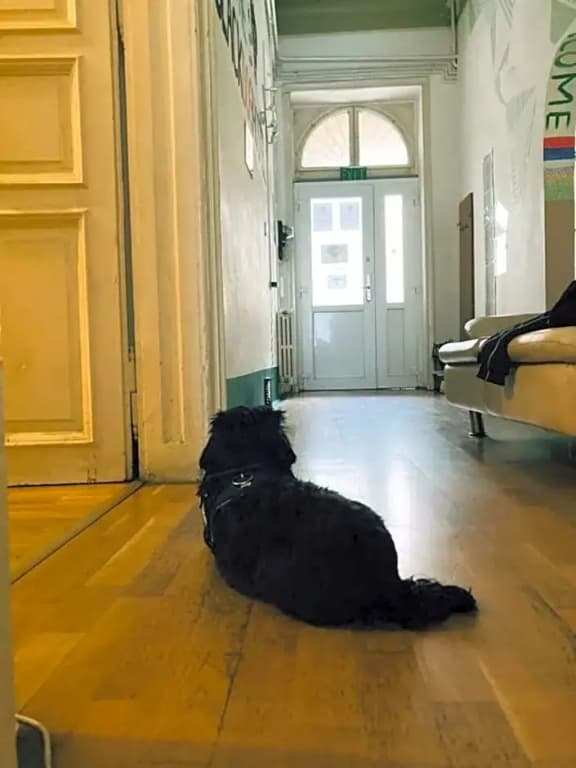 Black Dog Hostel - photo 13