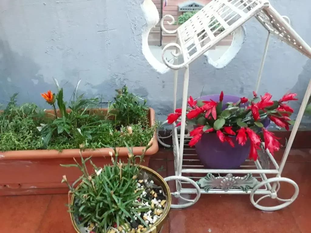 Salve veranda - photo 10