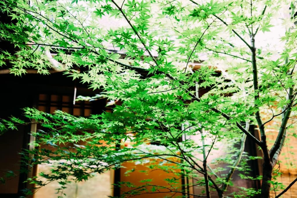Tsukito - photo 15