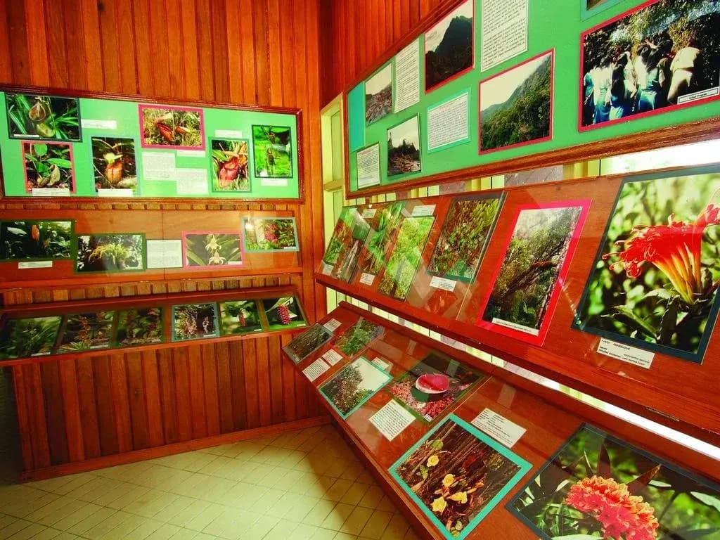 Mesilau Nature Resort - photo 2