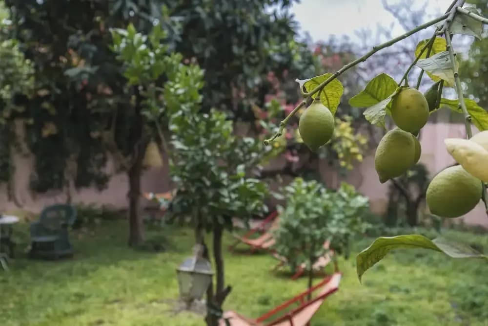 La Petite Maison de Lapa - photo 14