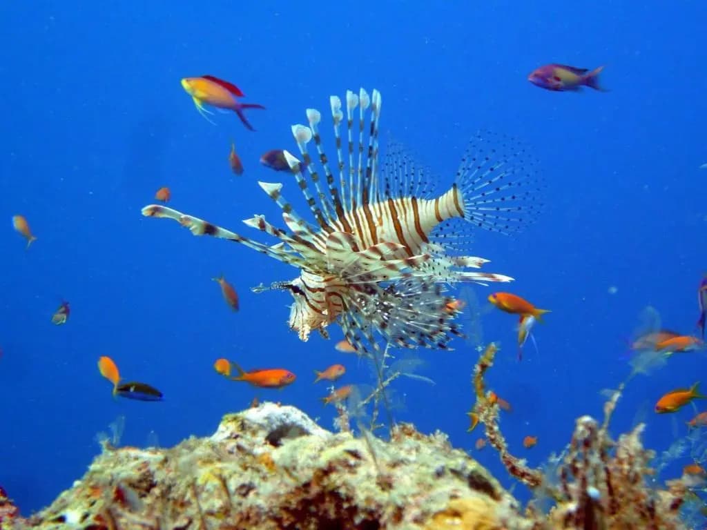 Long Beach Laamu - photo 21