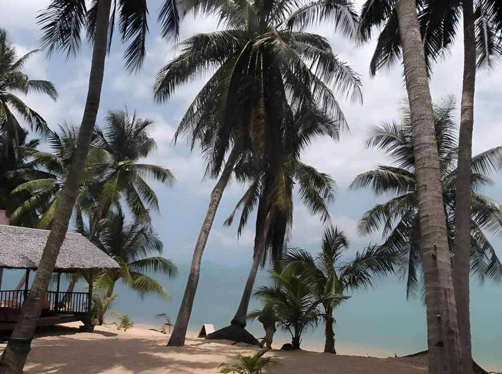 Palm Point Village - photo 11